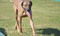 Rhodesian Ridgeback available for stud services. Registered, 3 years old, 90lbs, wheaten/blk. nose. Championship bloodlines. Great temperment. Looking for first female pick. If interested, please send pictures of possible mate along with pertinent