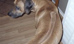 Rhodesian Ridgeback available for stud services in Las Vegas, NV. Certified Pedigree, 4 year old, 95 lbs., red/ black nose. Looking for pick of the litter. If interested, please send pictures.