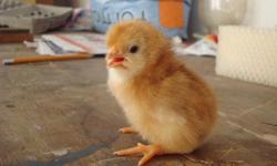 Lots of RI Reds chickens. one day to feathered out, 2 month old birds.
day/week old's $2. ea...... "straight run"
older birds a dollar more.
eggs for incubating, $ .50 ea...... can mail 24 or more for $40. includes S&H...... all nice quality, RI Reds...