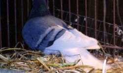 Good Quality Pigeons
&nbsp;
to many must sell for more room-
$3 - $5
many colors, many banded.
discounts on mismarked or unbanded.
--
wpwpw@wildernesspursuit.com
&nbsp;