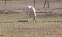9YR OLD PALOMINO GELDING QUARTER HORSE REG, 4WHITE SOCKS WHITE BLAZE. HAS NOT ROPED FOR 2 YEARS BUT WILL BE ABLE TO GET RIGHT BACK IN THE SWING OF THINGS WITH SOME WORK. 15.1 HANDS BIG CHEST AND HIP
