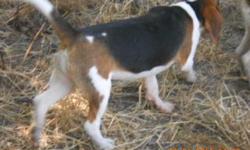 ROSY'S GIRL 4 IS UKC REGISTERED OUT OF EXCELLENT RUNNING RABBIT DOGS. SHE WAS BORN JAN 6, 2011 AND HAS HAD ALL OF HER PUPPY SHOTS. SHE ALSO HAS BEEN ON A DEWORMING PROGRAM SINCE SHE WAS 2 WKS OLD. SHE IS VERY LOVABLE AND EASY TO HANDLE. SHE WILL MAKE