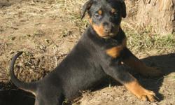 Large healthy rotterman puppies available!&nbsp;&nbsp; These pups are a cross between my AKC German Rottweiller and my AKC American Doberman.&nbsp; They will be long-legged, powerfully built and graceful adults.&nbsp;&nbsp;All the puppies&nbsp;are black