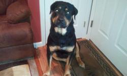 I have 2 male Rotti's. They are brother's and just turned 2. They are wonderful loving dogs. Looking for a good home for both of them. They can not be seperated. Busy family and the puppies don't get enough attention. Create/potty trained. They love the