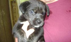 approx. 8 weeks old. My family and I rescued a litter of puppies. Since they have been in our care, they have learned what its like to be loved and truley cared for :) They are very lovable and playful. I was told they are a mixed breed of Rottweiler,