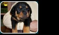 Nice** Rottie**; Up To Date Shots And Deworming, Pedigree Papers; Florida Health Certificate; Microchip With Pup's ID; Pup's Weight (16-Lbs); Pup's Age (10) Weeks Old; Florida Health Certificate; (AKC) Registration; Free Rabie; Males And Females