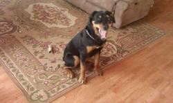 16 month old rott, male, fixed and has had shots.
Cant keep him due to landlord not letting us.
He is a really good natured dog, loves to play and we love him very much and all we want is a good home for him. He has never been caged and doesnt like car