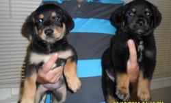 I HAVE 3 MALES LEFT FROM A LITTER OF 9. THE MOTHER IS ROTTWEILER AND DAD IS ROTTWEILER/GERMAN SHEPARD. THEY HAVE BEEN DEWORMED AND HAVE GIVEN THEM CANINE SPECTRA 5. THEY ARE 8WKS OLD NOW AND READY FOR NEW HOMES. I DO NOT MEET AT MY HOME, PUBLIC PLACE