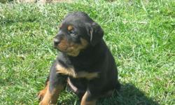 Registered rottweiler pups with german lines they are going to be massive. $600.00 - Please call Katy 417-261-2006
