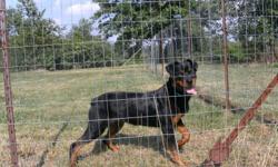 Beautiful black & mahogany CKC registered German Bred 8 month old female Rottweiler pup, she has a very sweet temperament and personality, she's great with children and she gets along great with all other dogs, she has alot of energy and loves to play!