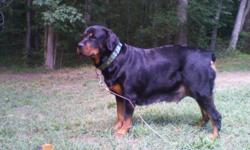 ROTTWEILER AKC PUPS...8 weeks and up, obedience trained since 5 weeks old.
We offer fully trained older pups too!
Bred to be oversize, kid-safe home protectors,
we have been OFA certifying hips and elbows for 15 years
Old style German types, with the huge