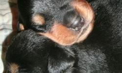 Purebred Rottweiler puppies born July 3rd, 2011. Tails docked and dew claws removed, 1st shots will be done as soon as they turn 6 wks. old. Vet verified good health certificate. Parents on site. 2 females & 2 males. 400.00 & 450.00. email or call if
