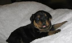 AKC reg rottweiler puppies with German bloodlines and American Champion bloodlines. Tails are docked and dew claws removed. Born 12-18-2010 and will be ready 2-12-2011. All shots will be up to date of puppy. Parents are on site and both have wonderful