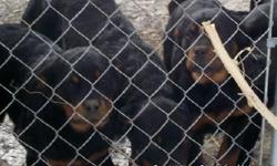 Rottie Puppies, Large, family raised, 3 males left, 18 weeks old, American Purebred Registry. We don't dock tails! Parents on Premises. Pictures available upon request.