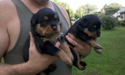 German Rottweiler puppies. Born 03/24/11, ready 5/5. Come with tails/dewclaws removed. 1st shots/deworming. AKC registered, will provide papers.Both parents on premisis.
