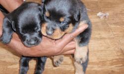 *German Rottweiler* Puppys all prices. A.K.C. C.K.C. an no papers, avilble rite now to go home.(Parents an Grand Parents on site) solid blacks,standard marking's, various weights from 85lbs to 175lbs. Open registraions, for more info please call