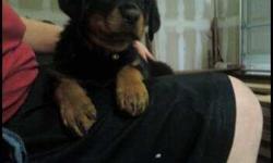 Born April 27, tales docked, shots and dewormed. If you are looking for stand-up, quality dog rottweilers, known for their sharp senses and phenomenal guard dogging abilities have another much lesser-known side. These puppies for sale are loving, loyal