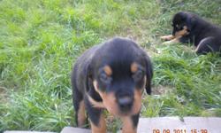 AKC, 2 females, tails docked, 1st shots, well socialized, playful and ready for a good home. Dam and Sire onsite.