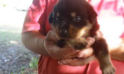 Beautiful male Rottweiler puppies,looking for a good home with loving owners.
They are d-wormed and with up to day shots, for more info. call (305)979-8108