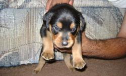 Beautiful Rottweiler puppies. Born June 22,2011. Ready to go Aug 29.2011. We are taking deposits.
Large puppies! Tails docked and dew claws removed. They will have shots at 8 weeks.Good German blood lines. Parents on premises. Raised in a family