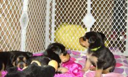 Purebred Rottweiler puppies. Beautiful markings. Both parents on premises. Good German bloodline. They are going fast, we are taking deposits to hold a puppy. You must be willing to come see them. We will not ship. If you are interested please call.