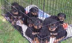 I have a litter of Rottweiler pups that are ready to go. They were born May 24th. They have first shots and wormer.
Call for info
765 215 6495