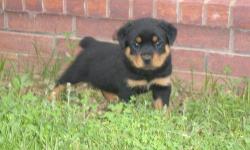 8week old german rottweiler pup 1st shots tail and claws done
akc reg pedegree also microchiped call 508-324-3031
hips have been checked
female
