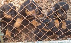 akc/ckc regestered rotty puppys dew claws and tails removed dewormed 2 times had there 1st shot ready to go call 1-715-281-9333 born on 4-2-2011 have 3 males left as of 6-19 ty robert