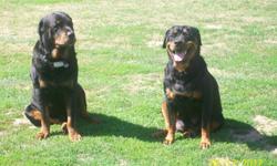 Beautiful AKC Rottweiler pups. Guarenteed Hips, Health and Temperament. OFA"d Parents are awesome and on Premiss. Shots and wormings are up to date.&nbsp; If interested, we do deliver. My name is Kelly&nbsp;&nbsp; --