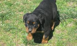 Registered rottweiler pups with german line they are going to be a massive! $600.00 - Please call Katy 417-261-2006