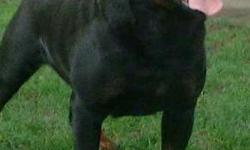 We have 2/F to choose from.World famous pedigree. Import Sire.. Rock bottom price for bloodline! Cash only. AKC reg.
www.rockhousedogs.webs.com
rhkrotts@yahoo.com
Columbus,OHIO