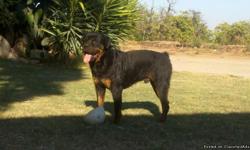I have a stud dog Rottweiler available for stud has champion bloodlines from both sides for example Dik Von Hause Milsped & Jackomo Von Der Bleichstrasse. Im am looking for him to be the stud of his first litter. He will make excellent puppies. Has a