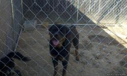 I have a Yugoslovia Rottweiler stud available for stud service. He Has his papers. He is 14 months old and still has alot of growing to do he will not completely fill out until about 3 years old. He has a great temperment is great with kids our cats and