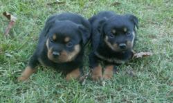 AKC registered from titled parentage female rotty puppy available. She comes from some of the top German, European and American lineage available. We are a show/breeding kennel for over 18 years and all of our dogs have their health clearances and are DNA