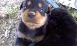 AKC German Rottweillers, Show Quality, Health Guaranteed, 1st Shot and Wormed, Mom and Dad on premises, Must See!! Beautiful and heathy! Very playful!!! Will be ready to go Dec.23, 2010.