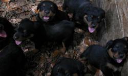 i have 4 males and 4 females ,full blooded german warlock rotty pups 10 wks old ,no papers