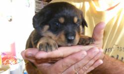 pure bred German Rottweiler puppy, 10 weeks of age 1 female left so call to come and see the pup so call today. She is docked, due claws removed, shots, dewormed, able to go to new home right now. Born on May 29th 2011. They have been raised around my