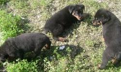 Rotweiller Stud service available 300 Call today 225-733-0121
http://www.zootoo.com/profile/roxierobert