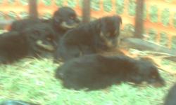 6 female Rotwieler pups for sale. Call 803-580-3351