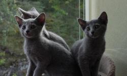 We are lifetime cat lovers and conscientious cat caretakers. Our cats have Russian and Championship lines, Quality, bred for health, personality and to TICA and CFA standard. We have a litter 3 adorable russian blue kittens ready to go now. Email or Call