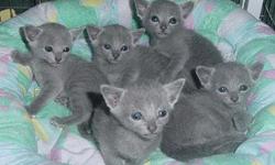 We have a litter of gorgeous 10 weeks old Russian Blue kittens for sale to approved homes. They are Pedigreed, and registered with CFA / TICA as pure breed. They will be coming with first and second vaccinations and worming. Their double coat is already