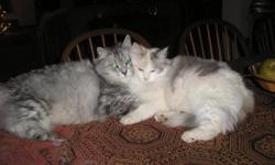 Need a good home for 2 Russian Siberian Cats. Grey male and white torbie female. Both neutered/spayed. NOT declawed. Indoor cats. Siberians claim to be hypoallergenic for those sensitive to other cats. Both cats @ 5yrs. old,
purebred.