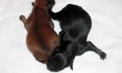 We have new litters born on June 29, July 4. Check our website at angelstoykennel.com