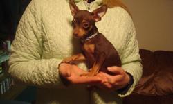 Cash only
Brown puppy 12 weeks old .
Introducing a unique, perfect, fashionable domestic breeds - Russian Toy Terrier.
Russian Toy Terrier - one of the smallest breeds in the world.
Puppy very small size ( will grow around 2-4 lb )
Also we will have new