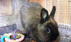 Two year old sable netherland dwarf doe for sale, she was taken in with neglected toe nails and rescued from a terrible situation. She's currently looking for a new home. Friendly, and easy to handle. She'll come with some food and toys.
Email me and I