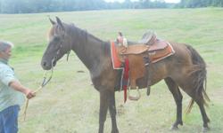 5yr old Brown Geidon Saddle horse is workin with