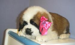I HAVE THE MOST BEAUTYFULL FULL BREED SAINT BERNARD PUPPIES THEY ARE PLAY FULL, GOOD WITH KIDS AND OTHER PETS IN THE HOUSE.
START THE NEW YEAR WITH A NEW PET ADDITION TO YOUR FAMILY.
THEY WILL COME WITH SHOTS AND DEWORMED.
FOR MORE INFO GIVE A CALL. AT