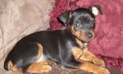 Spring is a great time to add a new addition to your family. I have 2 AKC Miniature Pincher puppies. 1 male and 1 female. I dropped the price down 50.00, This is until APRIL 4th 2011. Price will go back up to 650.00.
These Puppies are being home raised