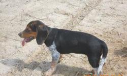 ALICE'S FEMALE IS AN AKC REGISTERED BLUE TICK FEMALE THAT HAS 24 FIELD CHAMPIONS IN HER 4 GENERATION PEDIGREE. SHE WAS BORN ON FEB 23, 2011 AND HAS HAD ALL OF HER PUPPY SHOTS. SHE HAS BEEN ON A DEWORMING PROGRAM SINCE SHE WAS 2 WKS OLD. SHE IS VERY