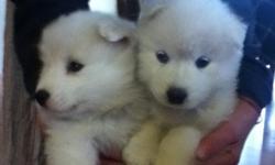 1 left! beautiful 6 1/2 week old female purebred Samoyed puppy for sale.loving affectionate intelligent work breed.large mother APR registered/medium father APR registered). Puppies will be wormed and sold without papers.buyer assumes vet check,will